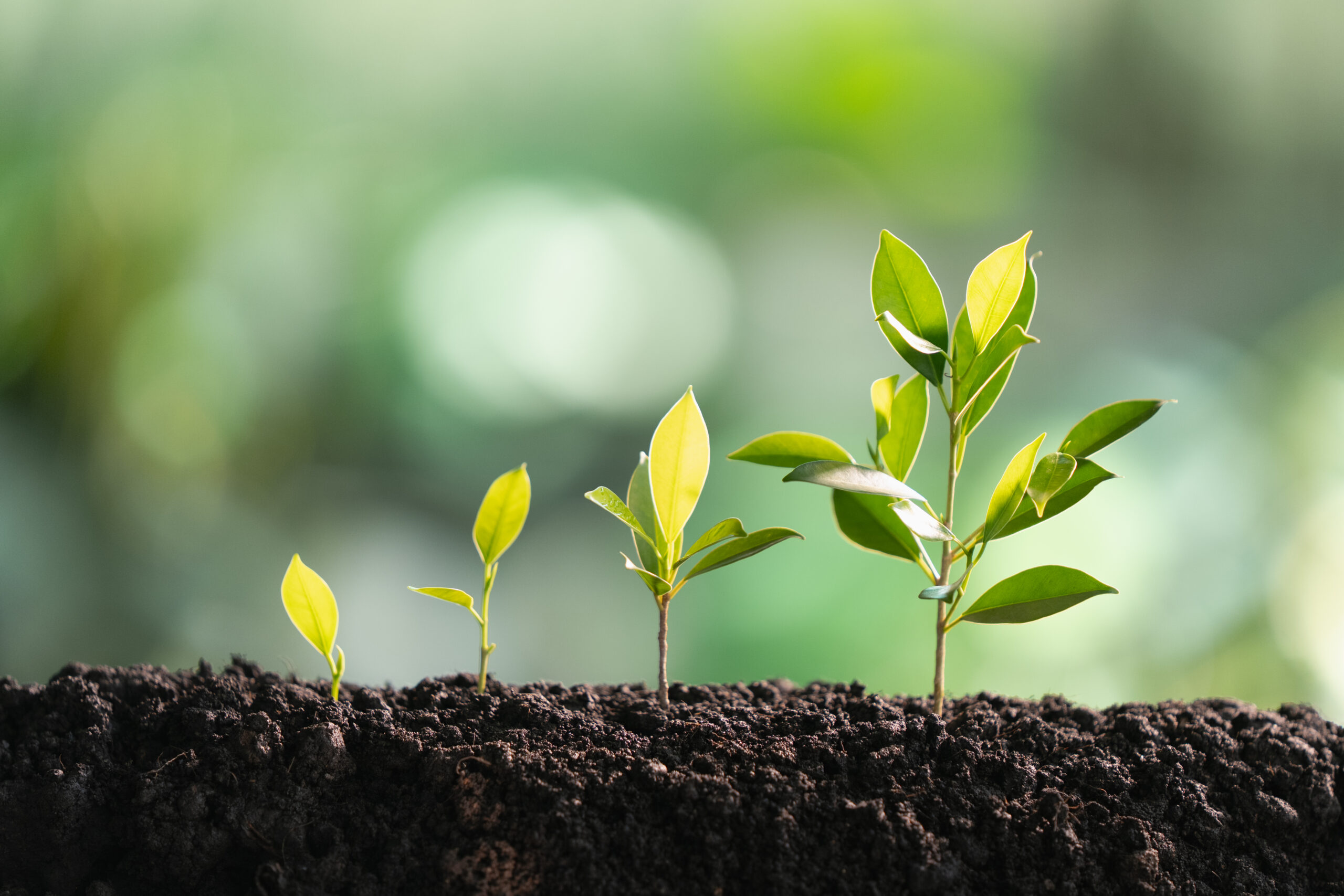 Close up of a small tree growing in the soil with sunrise, soft morning sunlight, green background.
